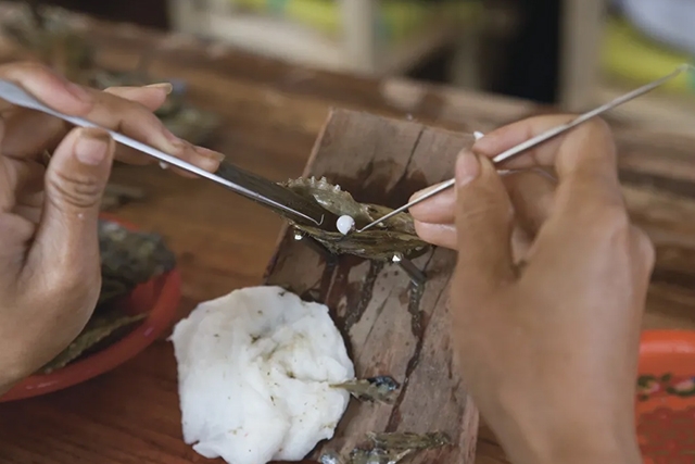 展示了如何將珠核植入牡蠣中，然後將牡蠣放入板網，再放回海中養殖數年以促進珍珠生長