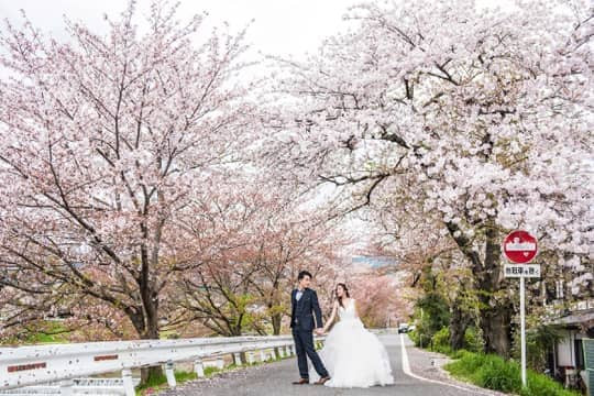 【日本婚紗攝影】10個2020日本櫻花秘點推介