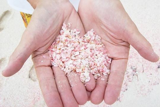 粉紅色的蜜月之旅－巴哈馬