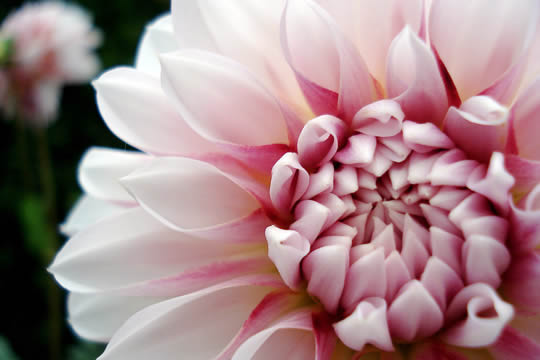 典雅與時尚 花球二選一