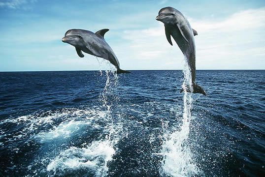 馬爾代夫蜜月 Resort點樣揀？