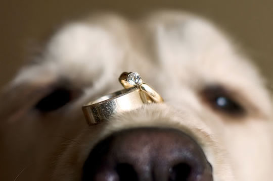 8大求婚新招 悶蛋們偷師吧！