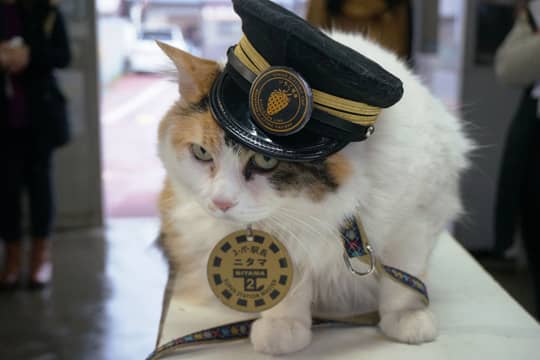 櫻花以外 發掘奈良婚攝新熱點