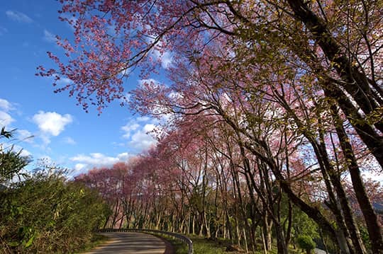 4大「泰」浪漫結婚勝地 婚禮+蜜月tips
