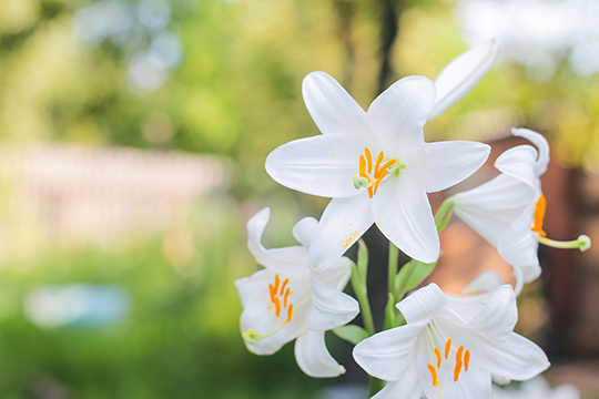 【求婚花束】3種各具花語的求婚花推介